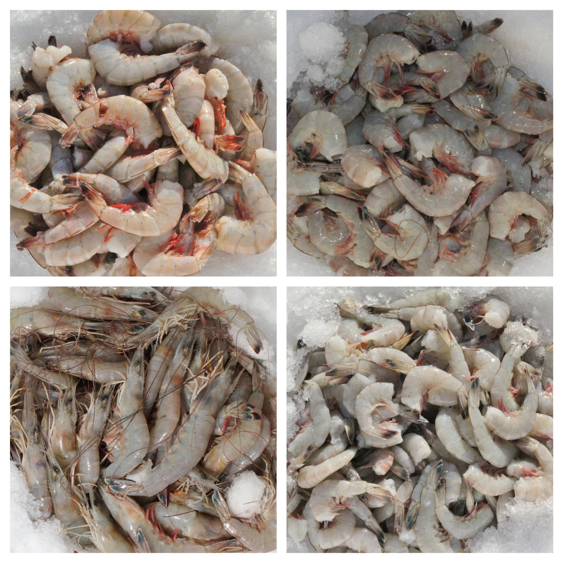 TX Gulf Shrimp