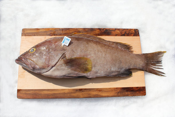 Grouper (Fillets) - Katies Seafood Market