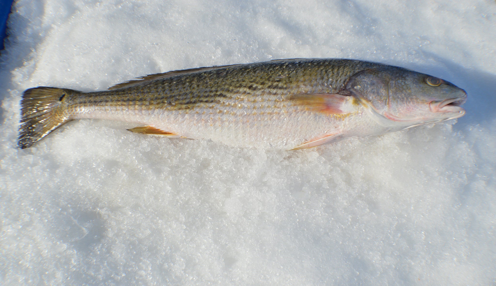 Red Course Fish Red Fish In Water